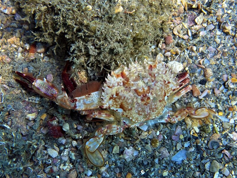 02-24-23 Red Hair Swimming Crab.jpeg