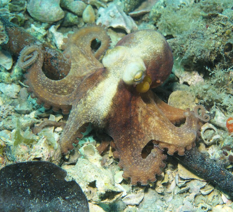 02-26-24 Octopus012.JPG