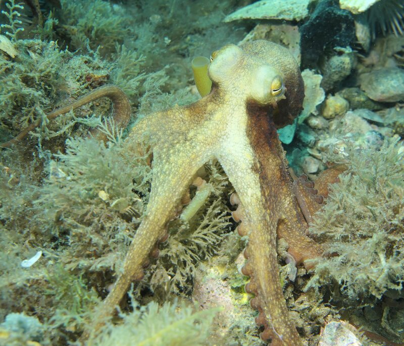 02-26-24 Octopus1.JPG