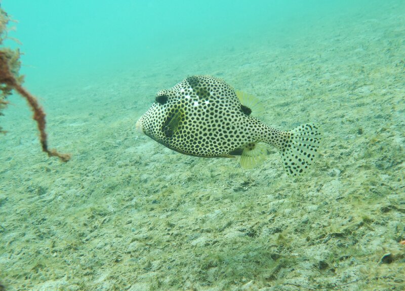 03-04-24 Spotted Trunkfish.JPG