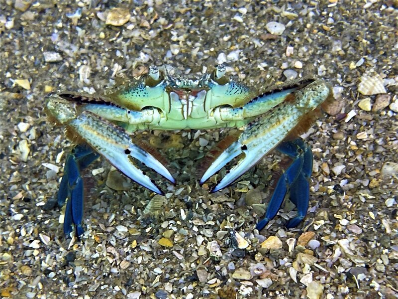 03-08-22 Crab.jpeg