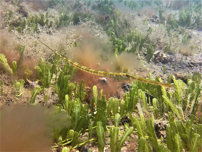 03-09-22 Cornetfish.jpeg