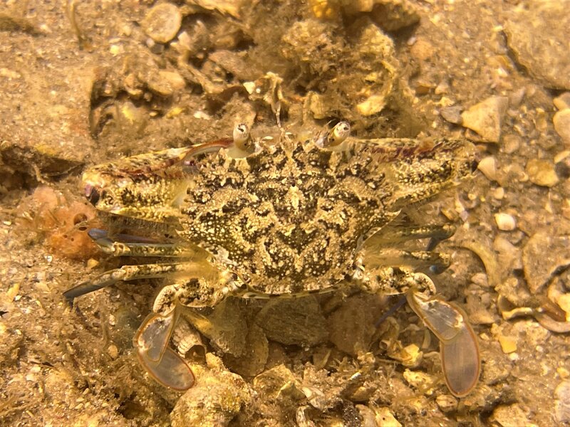 03-09-22 Flatface Swimming Crab.jpeg