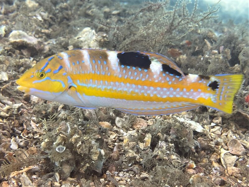 03-09-22 Puddingwife.jpeg