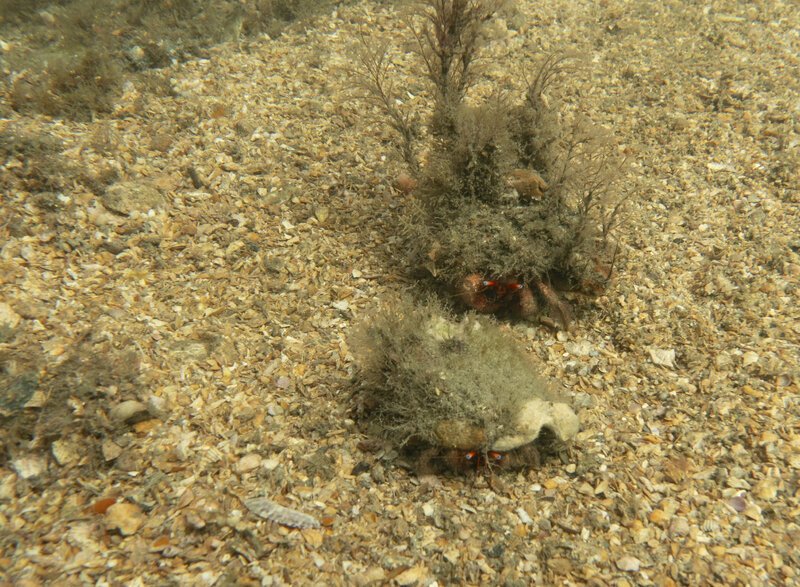 03-11-2024 Hermit Crab.jpg