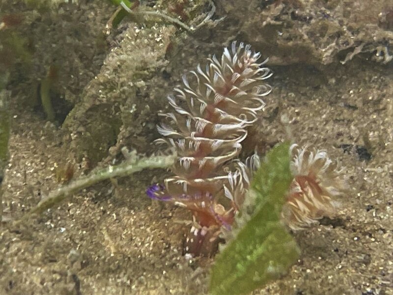 03-13-23 Phoronopsis californica.jpeg