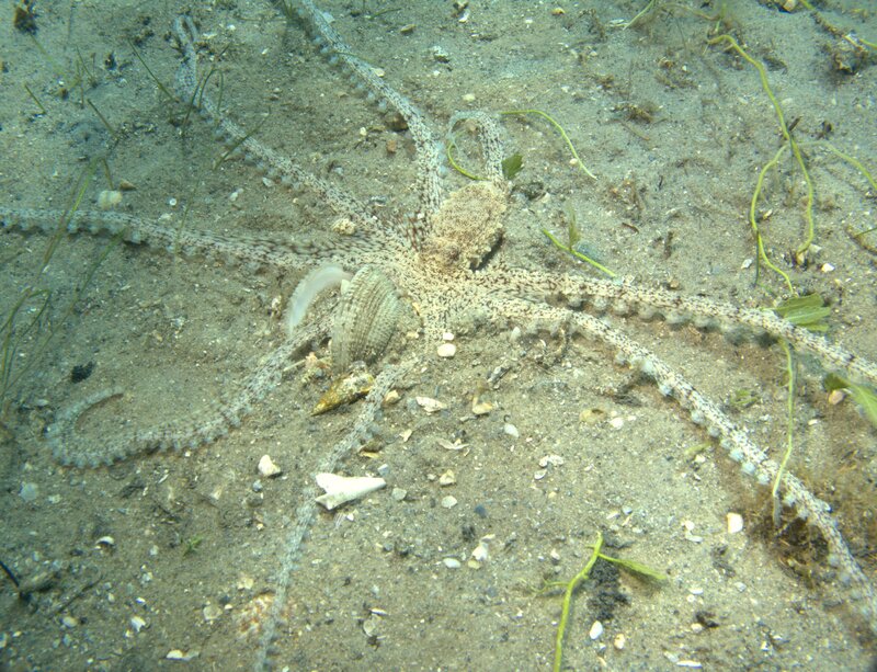 03-14-24 Long Arm Octopusb.jpg
