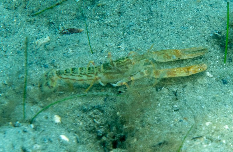 03-19-25 Floridian Sand Snapping Shrimp.jpg