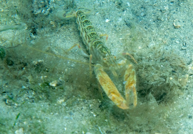 03-19-25 Floridian Sand Snapping Shrimp1.jpg