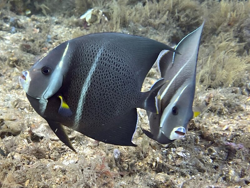 03-22-22 Gray Angelfish.jpeg