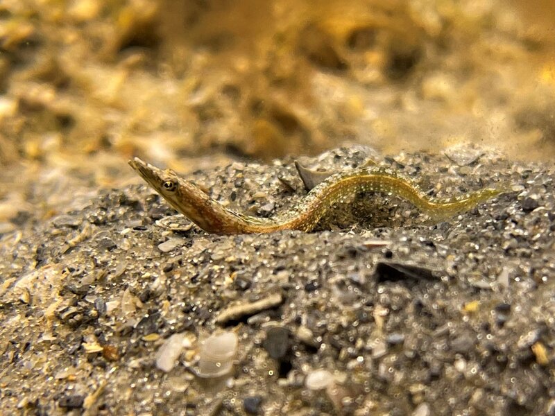 03-22-22 Pikeblenny.jpeg