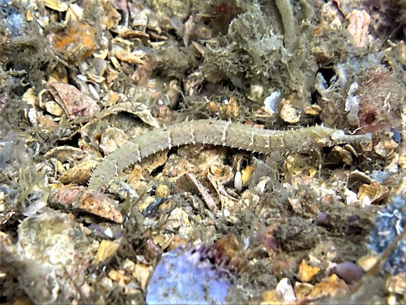 03-22-22 Shortfin Pipefish.jpeg