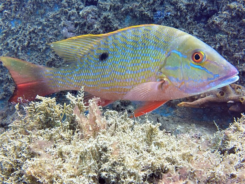 03-23-22 Mutton Snapper.jpeg