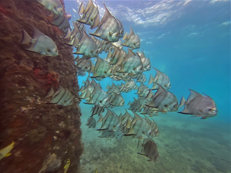 03-23-22 Spadefish Wide Angle.jpeg