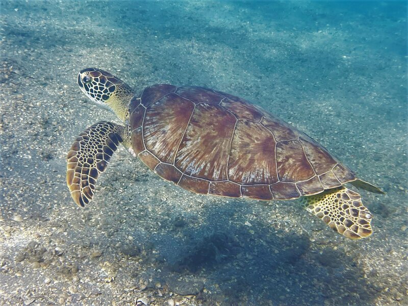 03-23-23 Green Sea Turtle.jpeg