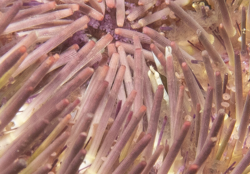 03-24-2024 Squat Urchin Shrimp.jpg