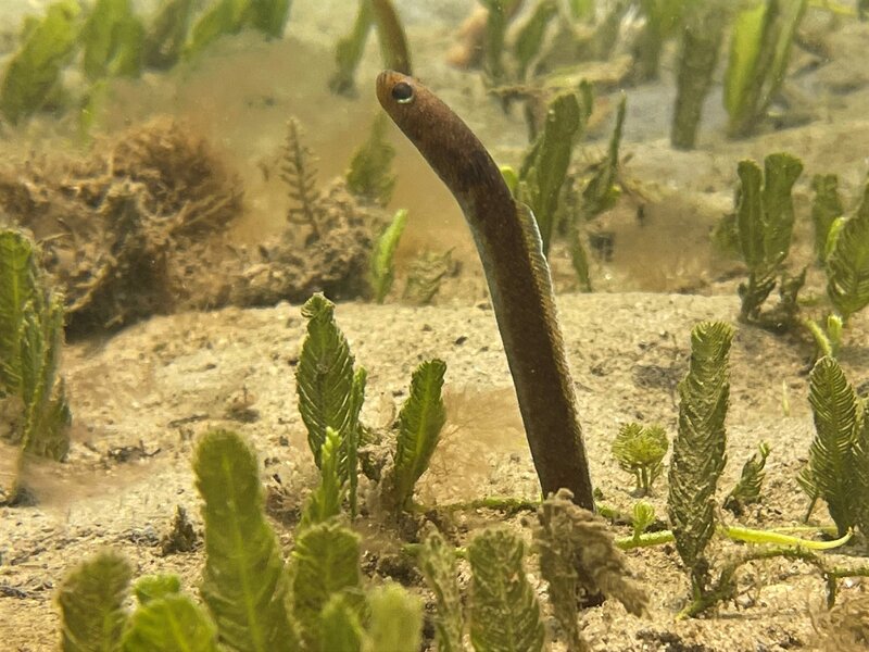 03-24-22 Brown Garden Eel.jpeg