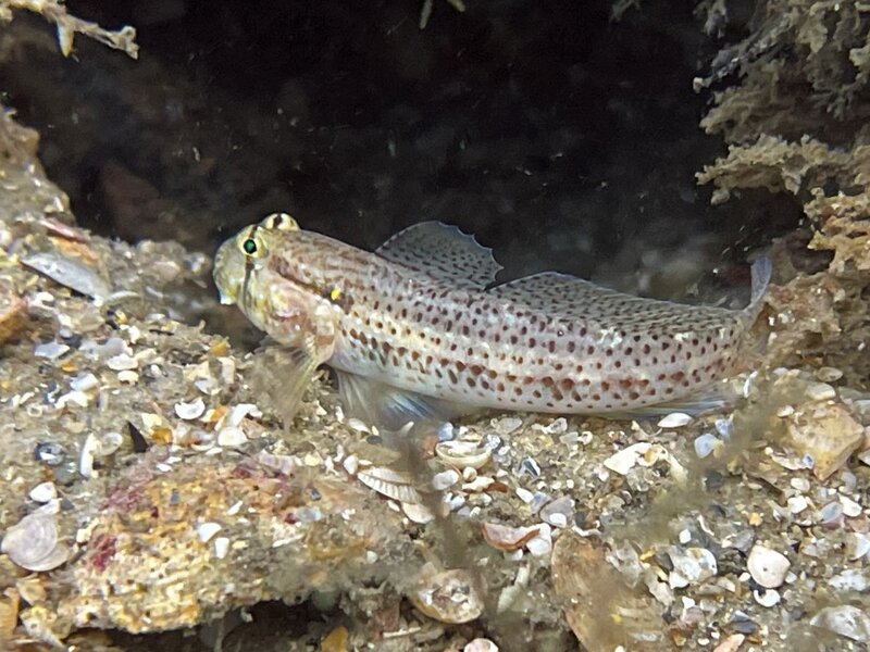 03-24-22 Goldspot Goby.jpeg