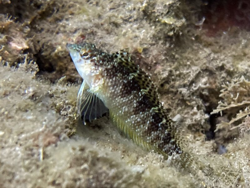 03-24-22 Rosy BLenny.jpeg