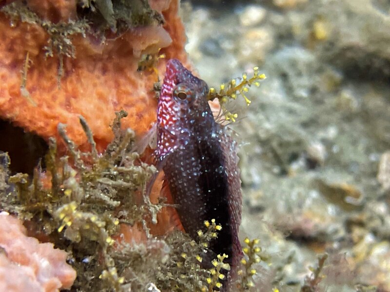 03-24-22 Rosy BLenny2.jpeg