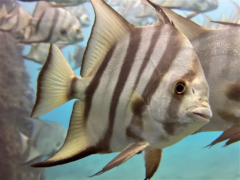 03-24-22 Spadefish Close up.jpeg