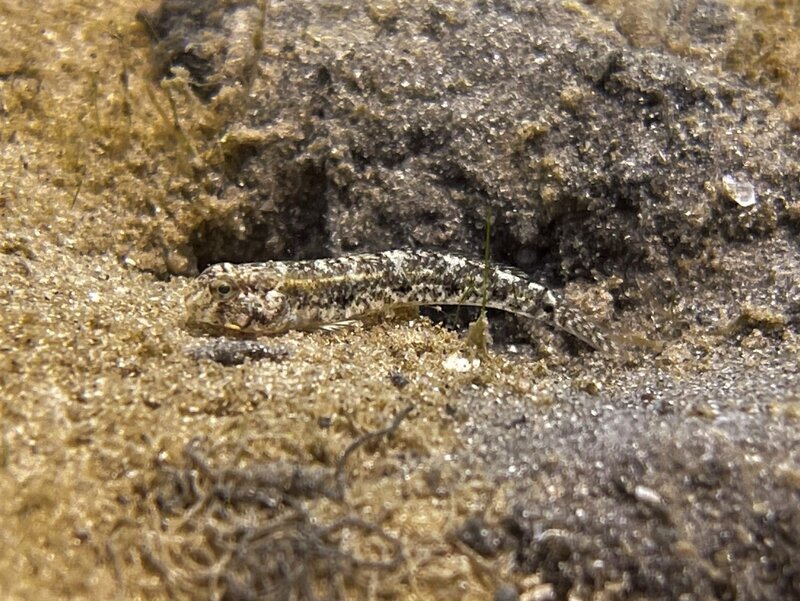 03-24-22 Spottail Goby.jpeg