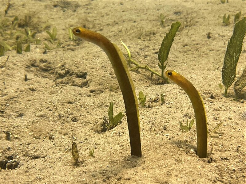 03-24-22 Yellow Garden Eel.jpeg