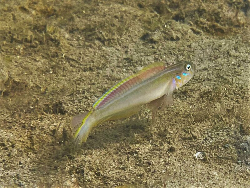 03-24-23 Banner Goby.jpeg