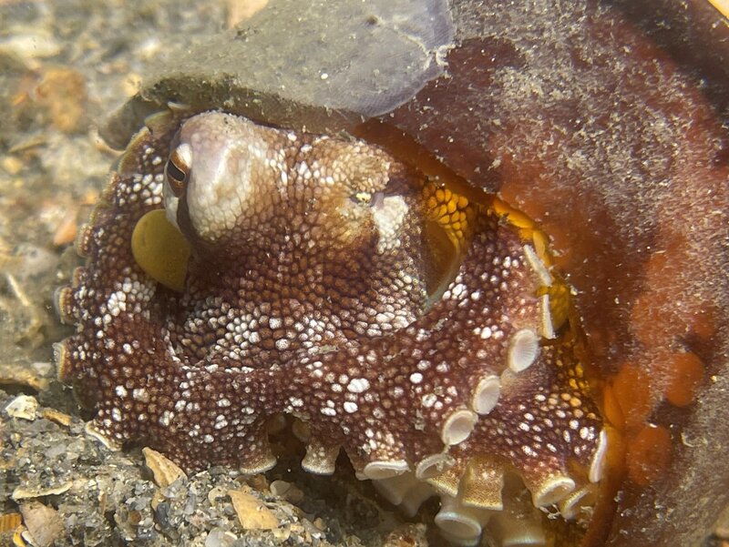 03-25-23 Brownstripe Octopus.jpeg