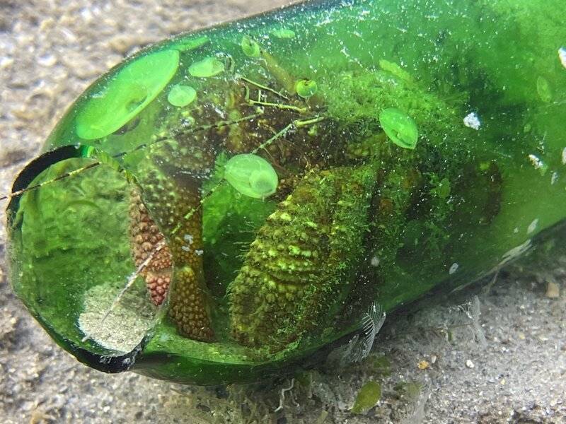 03-31-22 Beer Bottle Hermit Crab.jpeg