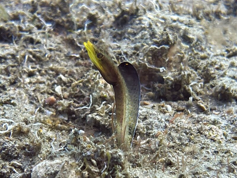 03-31-22 Blue Throat Pikeblenny.jpeg