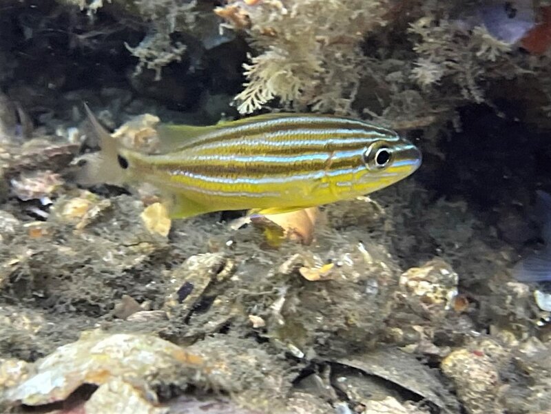 03-31-22 Juvenile Blue Stripe Grunt (2).jpeg