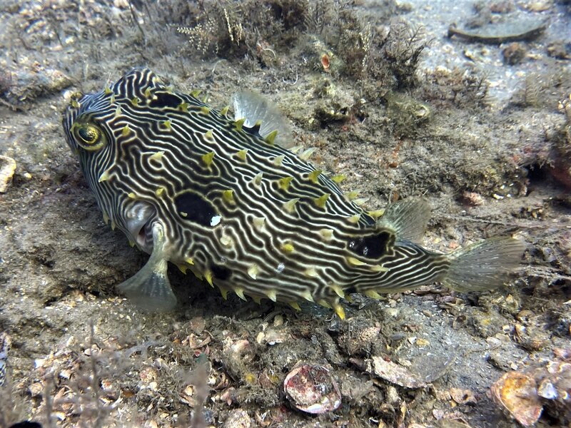 03-31-22 Striped Burrfish.jpeg