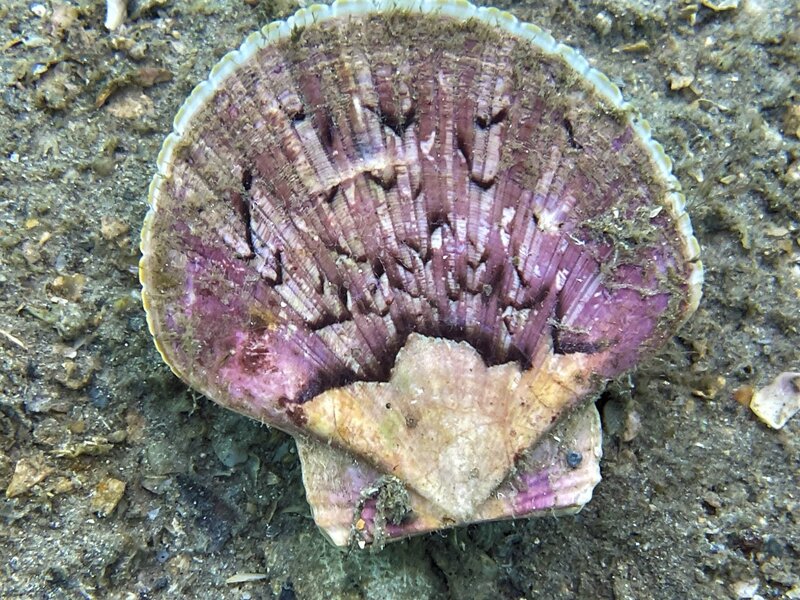 03-31-22 Zigzag Scallop.jpeg