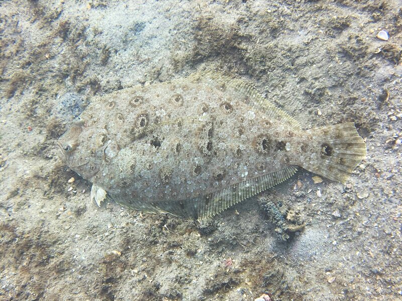 04-01-22 Channel Flounder.jpeg