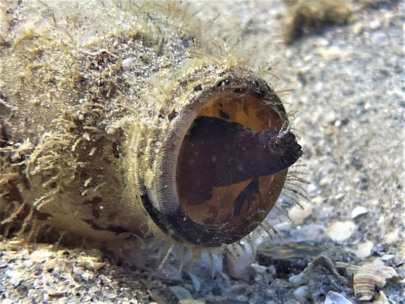 04-01-22 Sailfin Blenny.jpeg