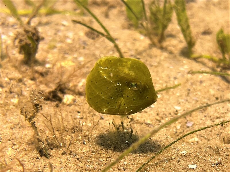 04-05-22 Juvenile Cowfish.jpeg