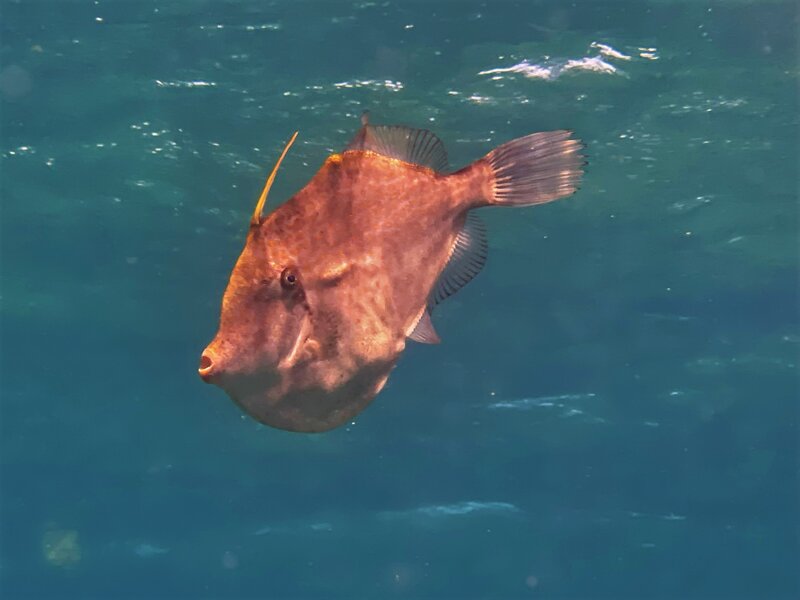 04-05-22 Orange Filefish.jpeg