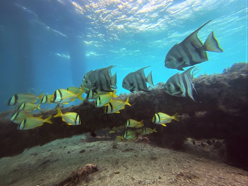 04-05-22 Spadefish Porkfish Wide Angle.jpeg