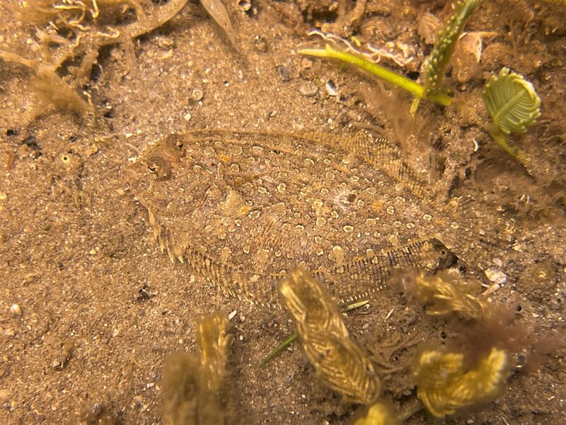 04-06-22 Eyed Flounder.jpeg