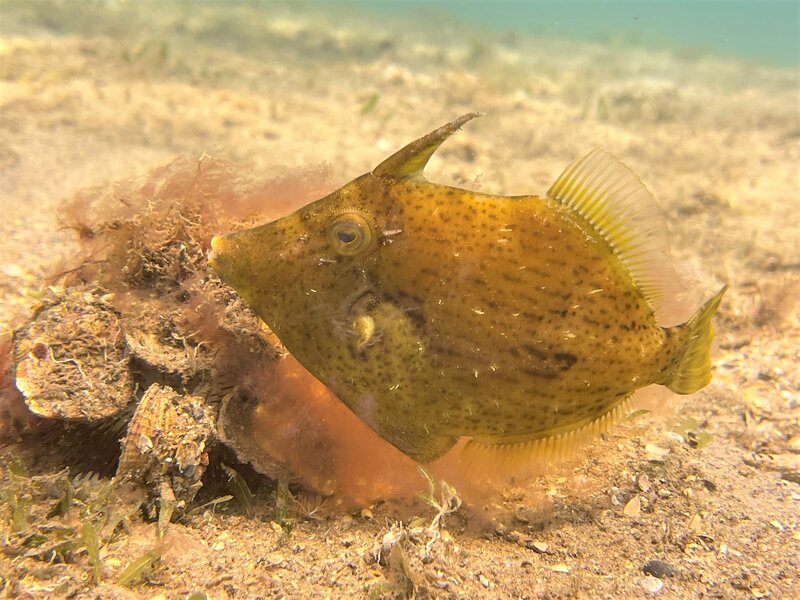 04-06-22 Filefish Unknown Species.jpeg