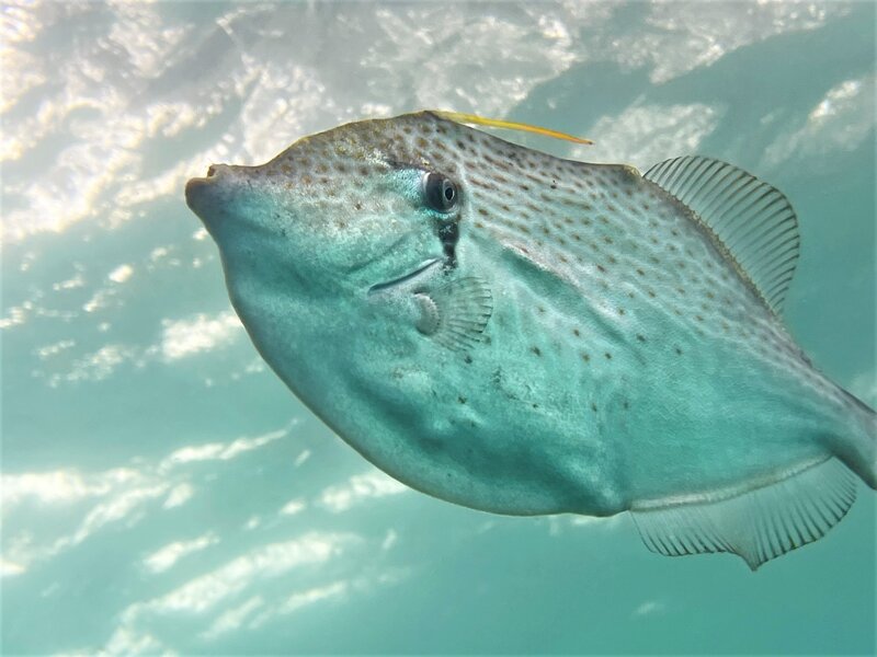 04-06-22 Orange Filefish.jpeg