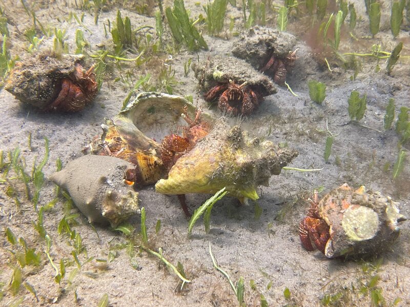 04-07-22 Hermit Crab Convention.jpeg