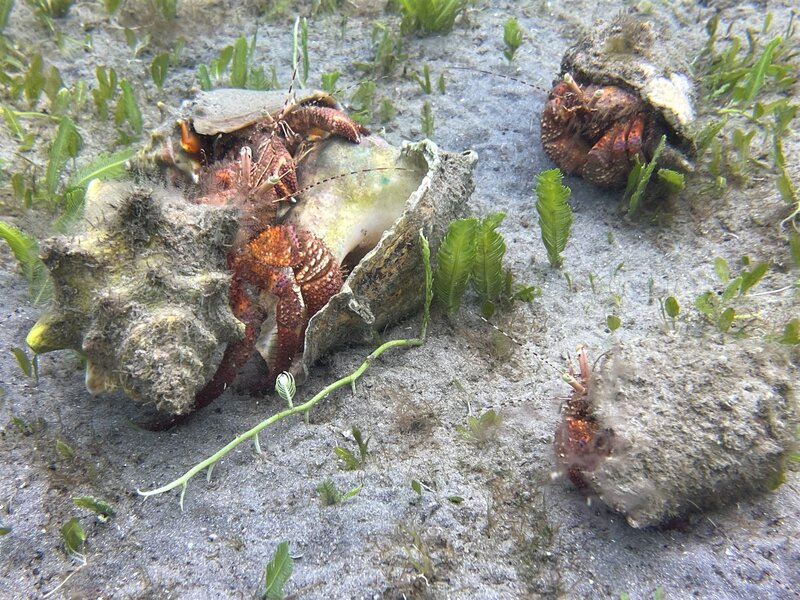 04-07-22 Hermit Crab Convention1.jpeg