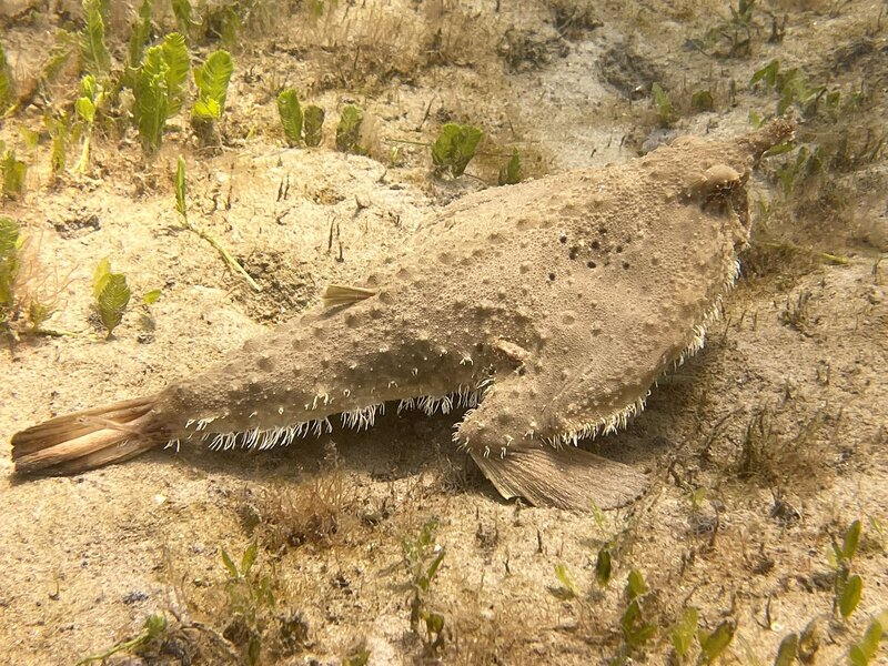 04-07-22 Shortnose Batfish.jpeg