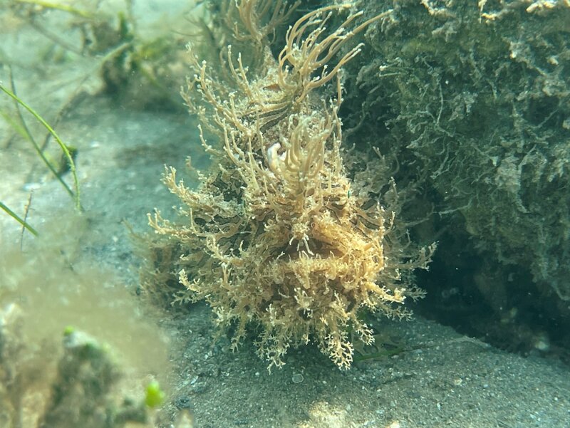 04-09-23 Striated Frogfish.jpeg