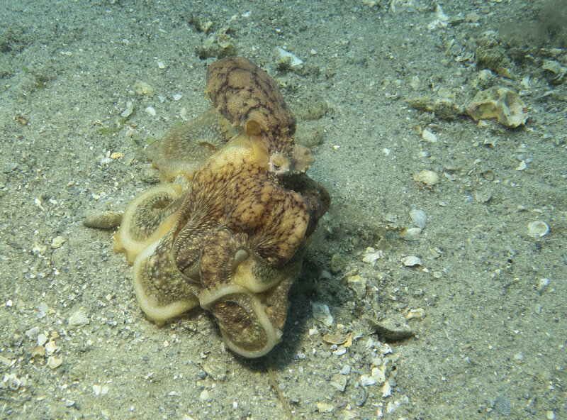 04-11-24 Octopus-1.jpg