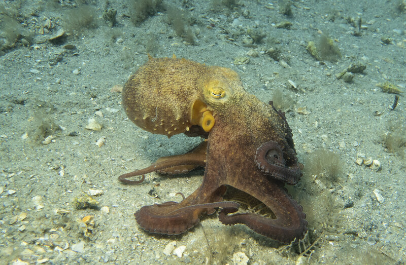 04-11-24 Octopus1-1.jpg
