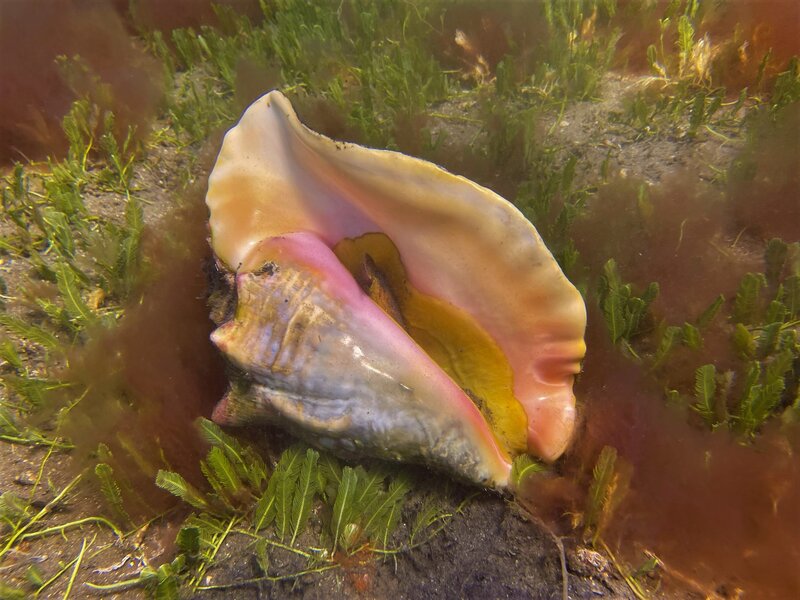 04-19-22 Large Queen Conch.jpeg