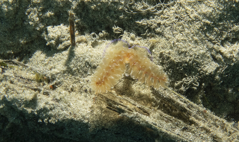 04-22-24 Phoronopsis Californica.jpg